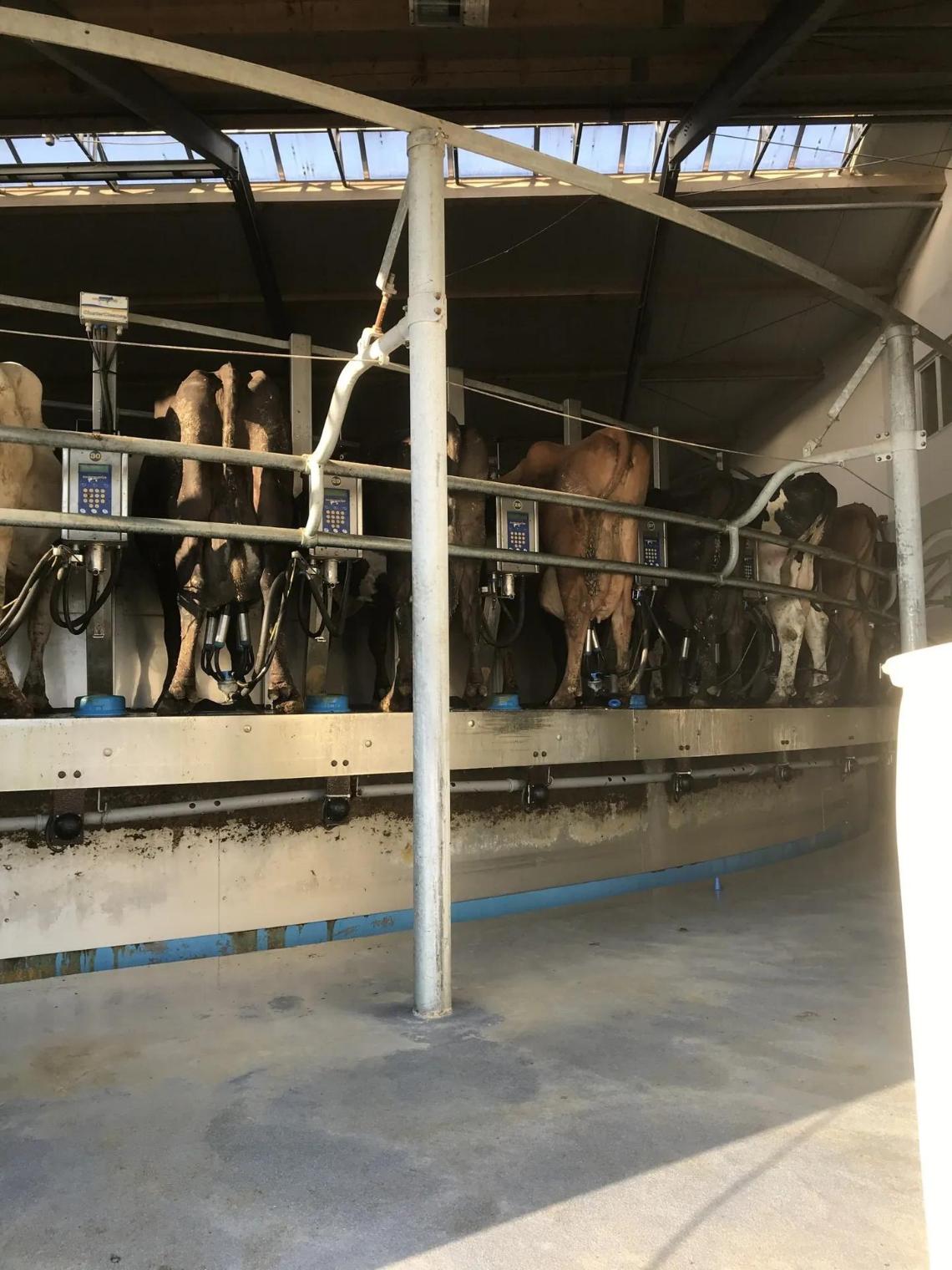 K&uuml;he in der Melkanlage